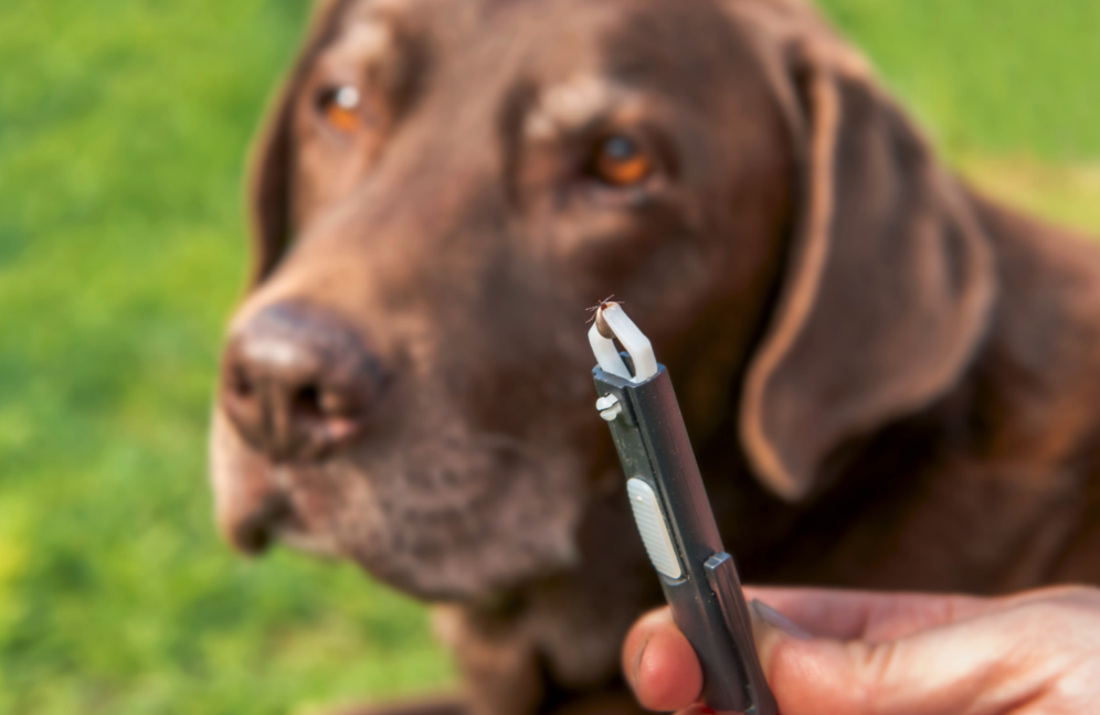Understanding Lyme Disease and Tick Bites